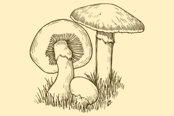 Three mushrooms, referring to psychedelic therapy.