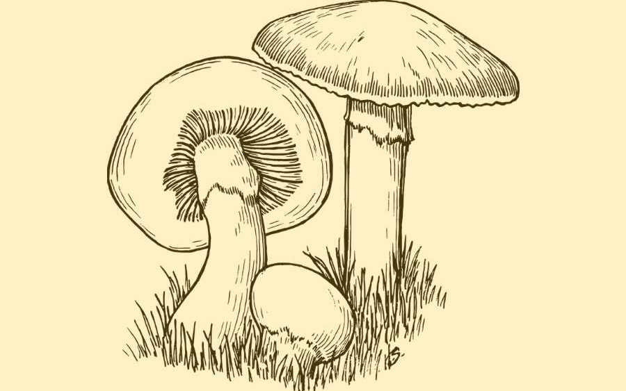 Three mushrooms, referring to psychedelic therapy.