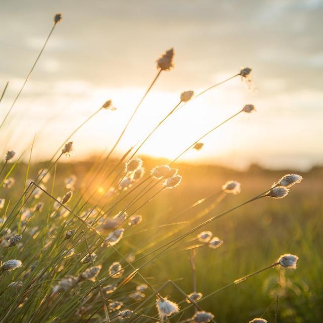 A peaceful field, where hypnotherapy and healing takes place.