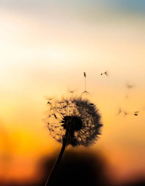 A dandelion blossom in the sunset.