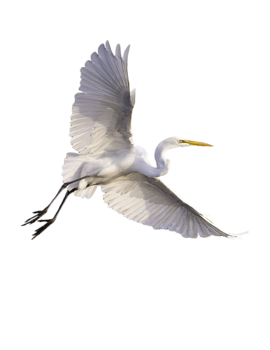 A flying egret, symbolizing healing.